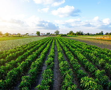 agricoltura studio granata consulenti del lavoro Giugliano
